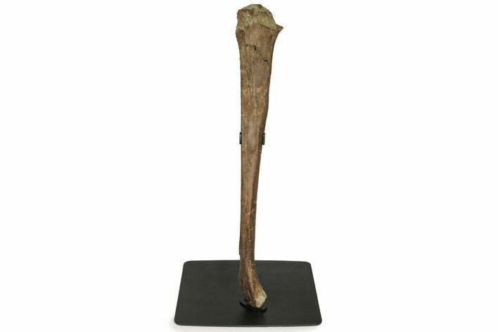 Hadrosaur (Lambeosaurus) Fibula With Stand - Montana #227170